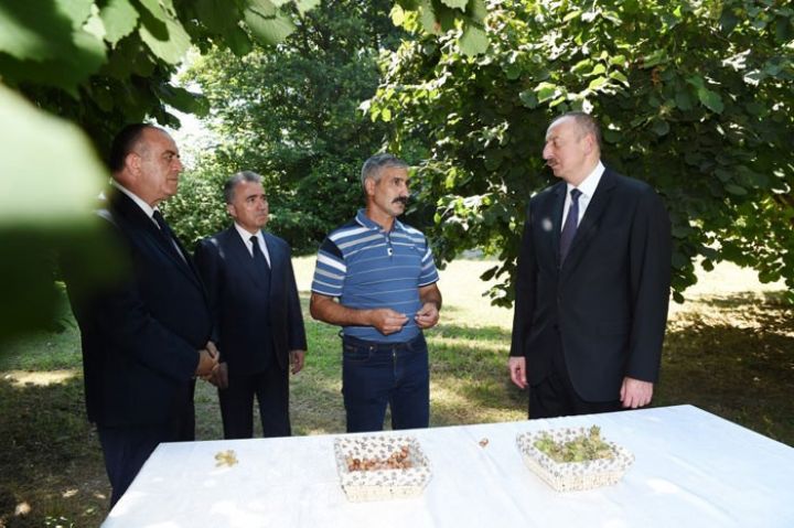 İlham Əliyev fındıqçılıq təsərrüfatında