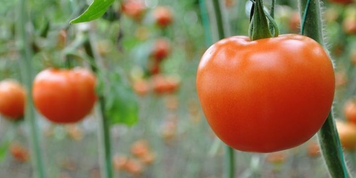 Rusiya, Türkiyədən kvotadan çox pomidor idxalına icazə verə bilər
