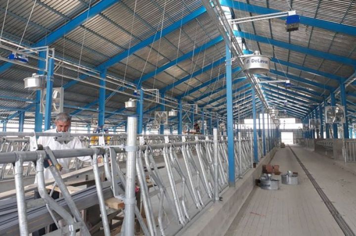 1500 başlıq müasir heyvandarlıq kompleksi tikilir