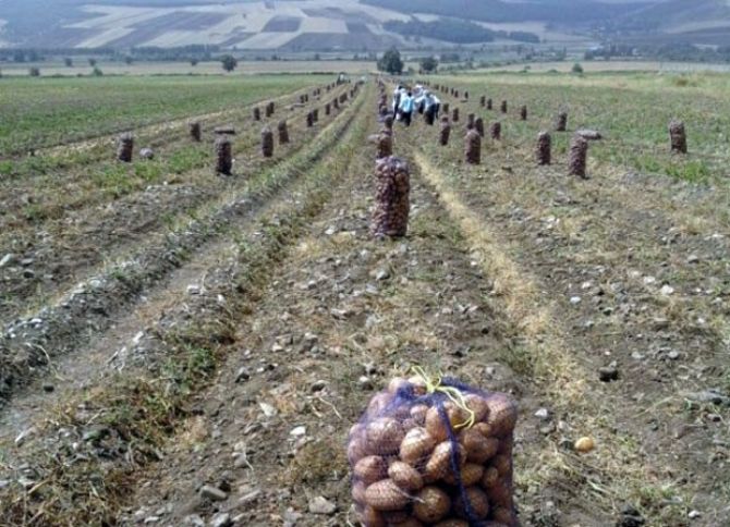 Sənaye üsulu ilə hektardan 400 sentner məhsul götürülür