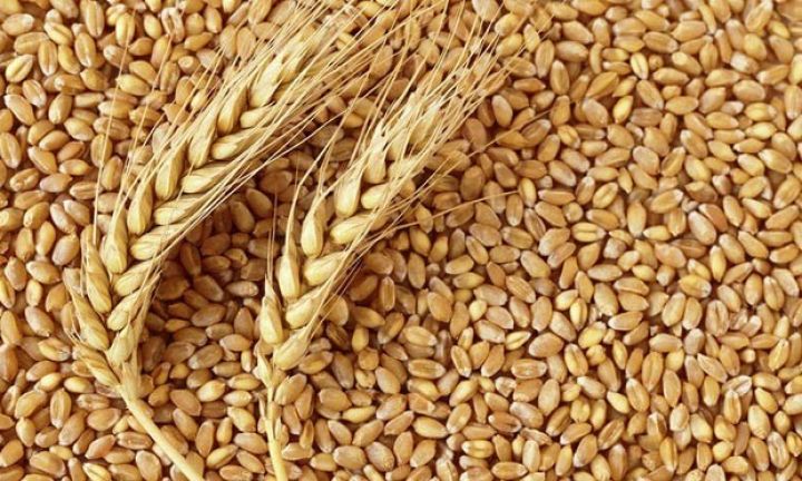 Sahələrdən toplanmış buğda və arpanın həcmi açıqlandı