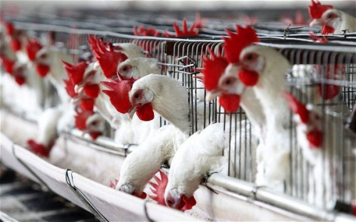 Bu problem həll olunmasa, quş ətində idxaldan asılılığımız 50%-ə çata bilər