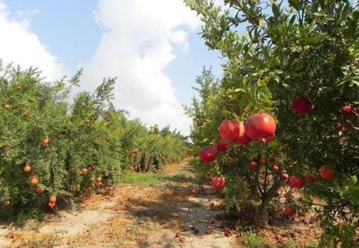 Azərbaycandan aparılan tinglərlə Kolumbiyada nar bağı salınıb