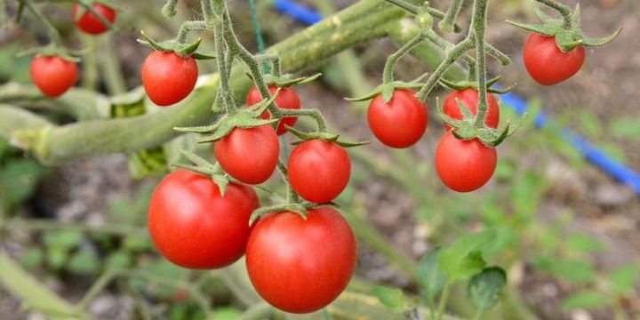 Pomidor nə üçün kəskin bahalaşıb?