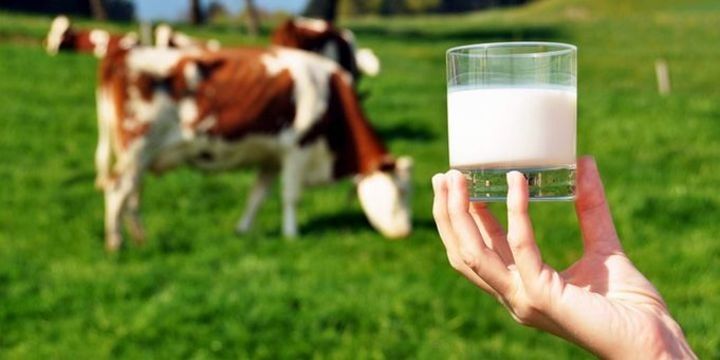 Yeni süd istehsalçısı dövlət qeydiyyatına alınıb