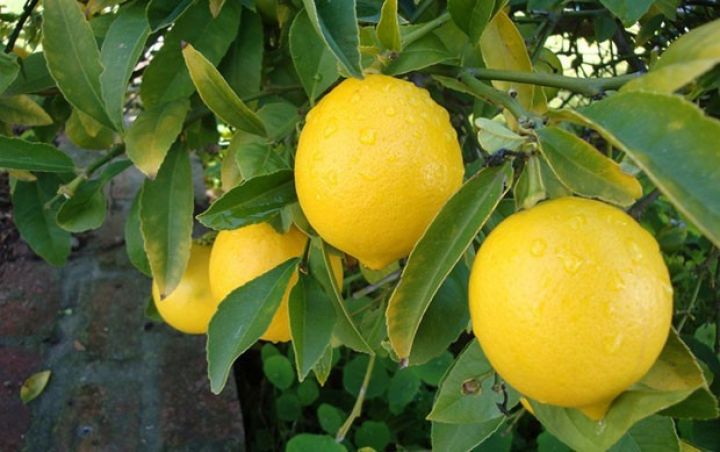 Havaların quraq keçməsi limona mənfi təsir göstərib