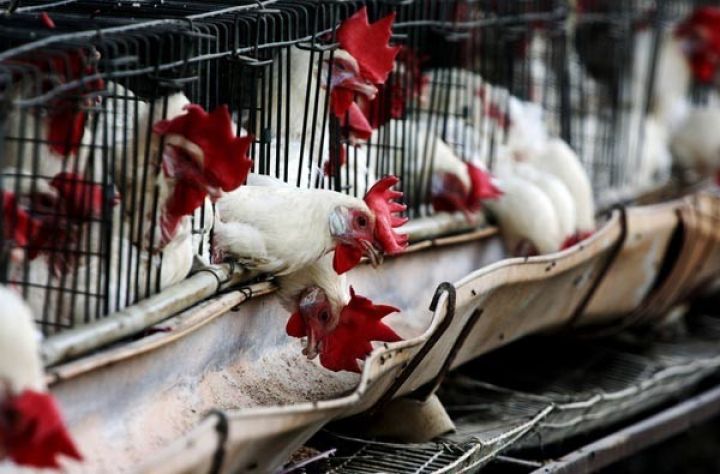 Quş yemi istehsalçıları vergi güzəştləri ala bilər