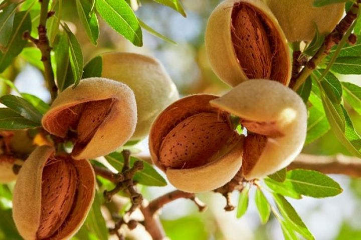 Siyəzəndə də badam bağları salınıb - 200 hektar