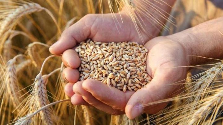 Azərbaycan buğda idxalını 34% azaldıb