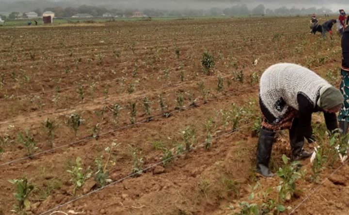 “Beta” şirkəti ölkəmizdə ilk dəfə çiling üsulu ilə artırılmış tinglər ilə yeni çay plantasiyaları salır