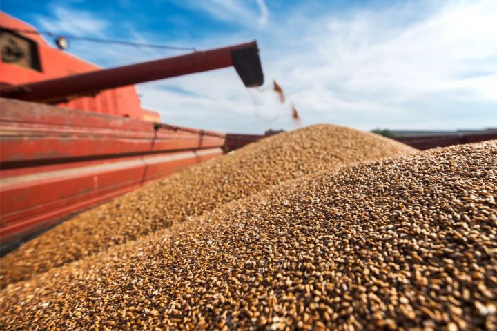 FAO-dan buğda qiymətlərinin artması ilə bağlı açıqlama