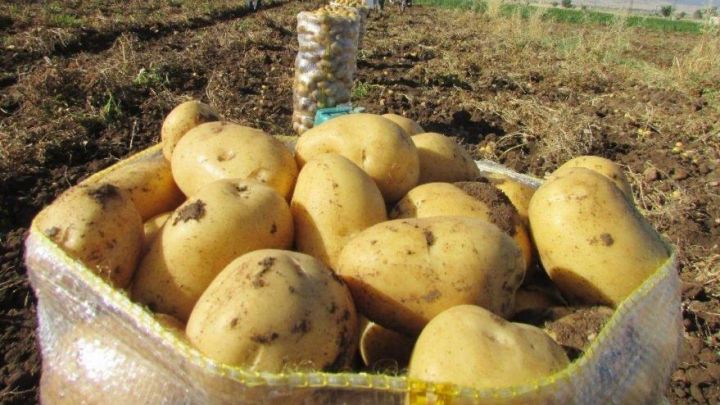 1 hektar kartof sahəsini sığorta etmək neçəyədir? – MƏBLƏĞLƏR