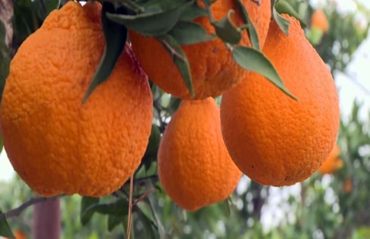 Lənkəranda yetişən hallabonqun daxili bazarda satışı zəifdir