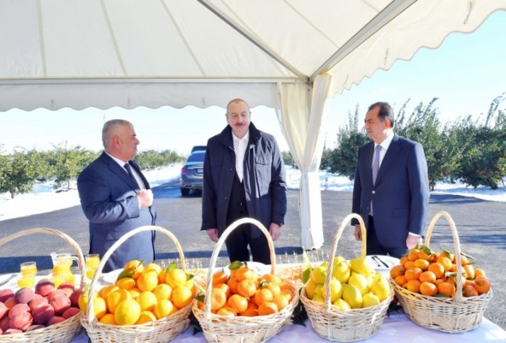 10,7 milyon manata sitrus bağı salınıb - Rusiyaya da ixrac edilir