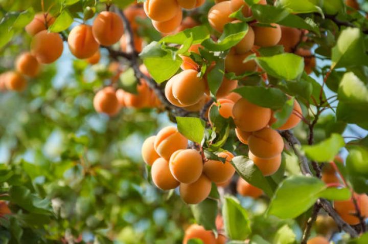 Azərbaycanda bağçılıq subsidiyası veriləcək