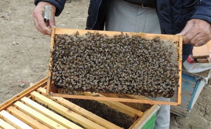 Beyləqanda saxlayır, yayda Ağcakəndə aparır
