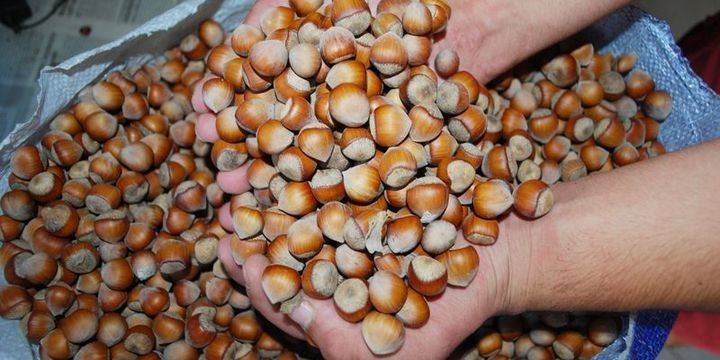 Fındıq ixracından 10 mövsümdə 18 milyard dollar gəlir