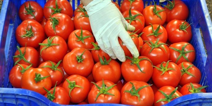 Rusiya Türkiyədən pomidor idxalını artırır