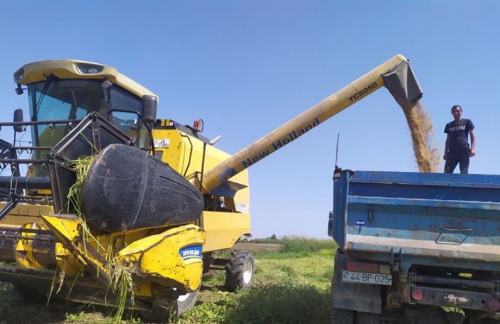 Çəltikçilər bol məhsul əldə edəcəklərini bildirirlər