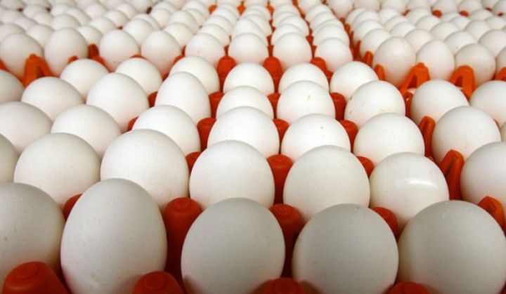 Yumurta istehsal edəcək yeni quşçuluq müəssisəsi tikilir