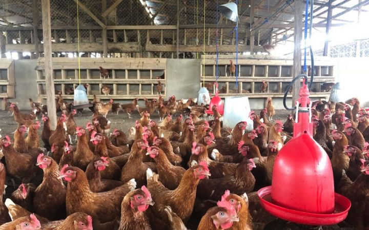 "Quş əti və yumurta idxalının kvotalaşdırılmasını xahiş edirik"