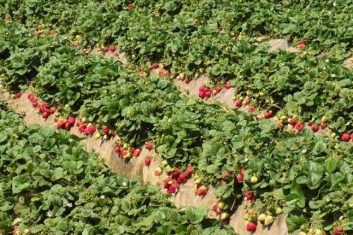 Finlandiya tarlalarında işçi çatışmazlığı səbəbindən tonlarla çiyələk yığılmamış qalıb