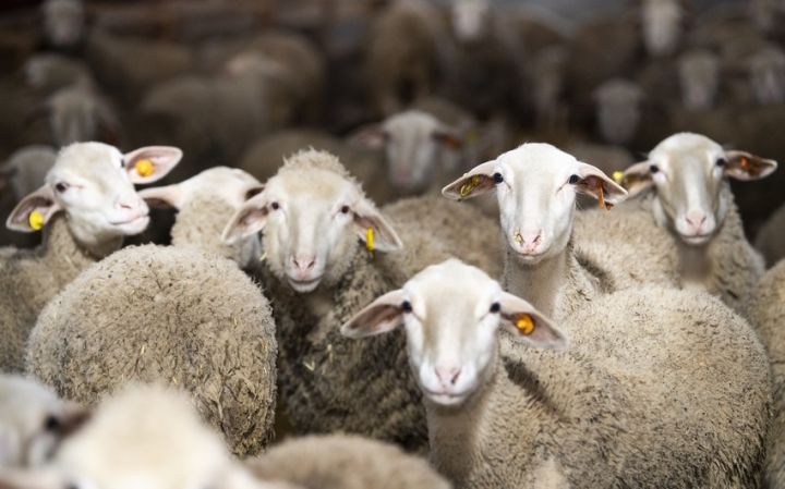 Qurbanlıq heyvan kəsimi və satışı AQTA ilə razılaşdırılmalıdır