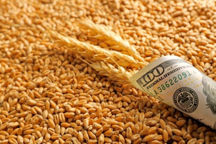 Ukraynadan buğda və qarğıdalı ixracı il ərzində təxminən 20% azala bilər