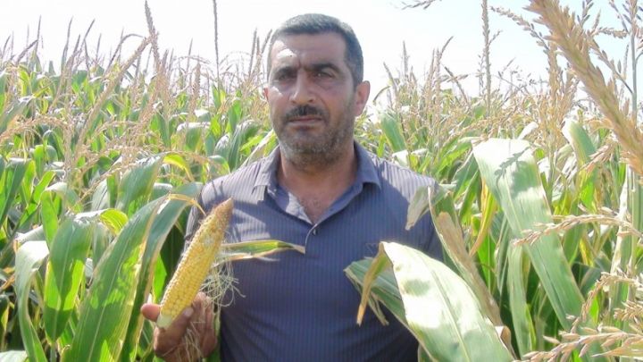 "Bu il 1 hektardan 10 ton məhsul gözləyirik"