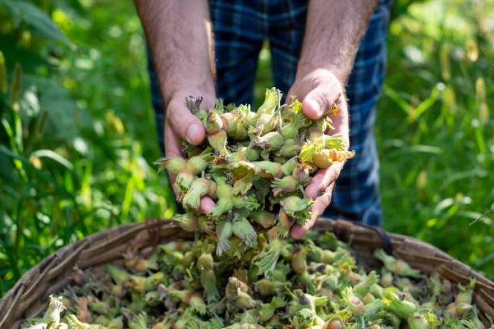 Şəki–Qax–Zaqatala bölgəsində 25–30 % daha az fındıq toplanacağı gözlənilir