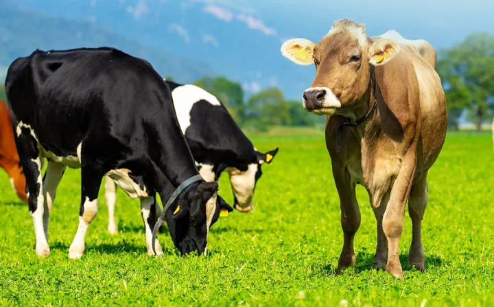 İndiyədək heyvandarlıq sığortası üzrə 3,2 milyon manat ödəniş həyata keçirilib