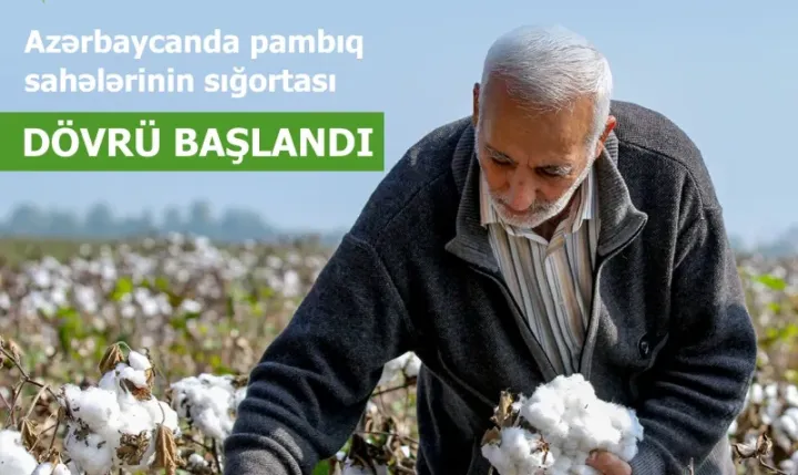 Pambıq sahələrinin sığortası başlandı – ŞƏRTLƏR, MƏBLƏĞLƏR