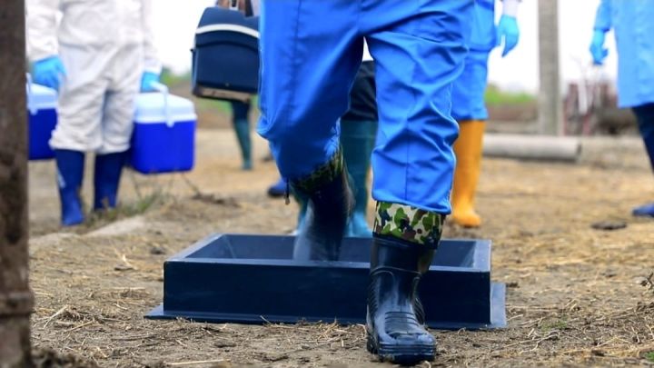 Ölkə üzrə peyvəndləmə tədbirləri davam etdirilir