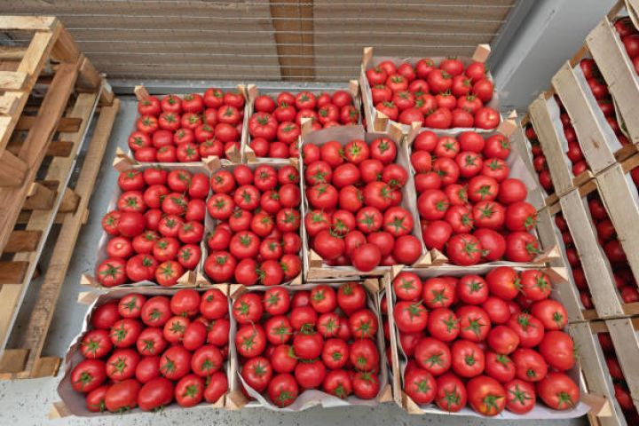1 ton Azərbaycan pomidorun orta ixrac dəyəri 1208 dollara yüksəlib