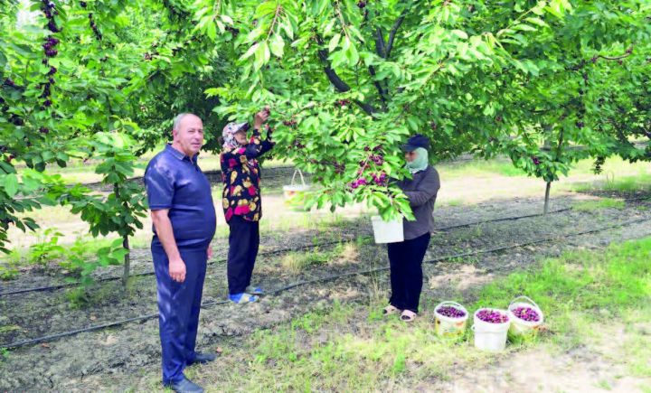"Müşavirədə xahiş etdim ki, yağışla bağlı da şimal zonasındakı fermerlərə subsidiyalar ayrılsın"
